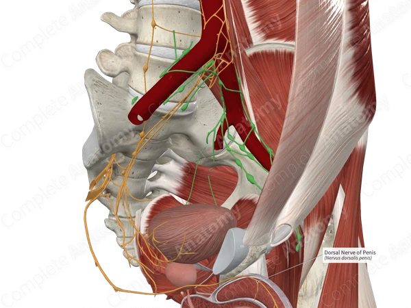 Dorsal Nerve of Penis 