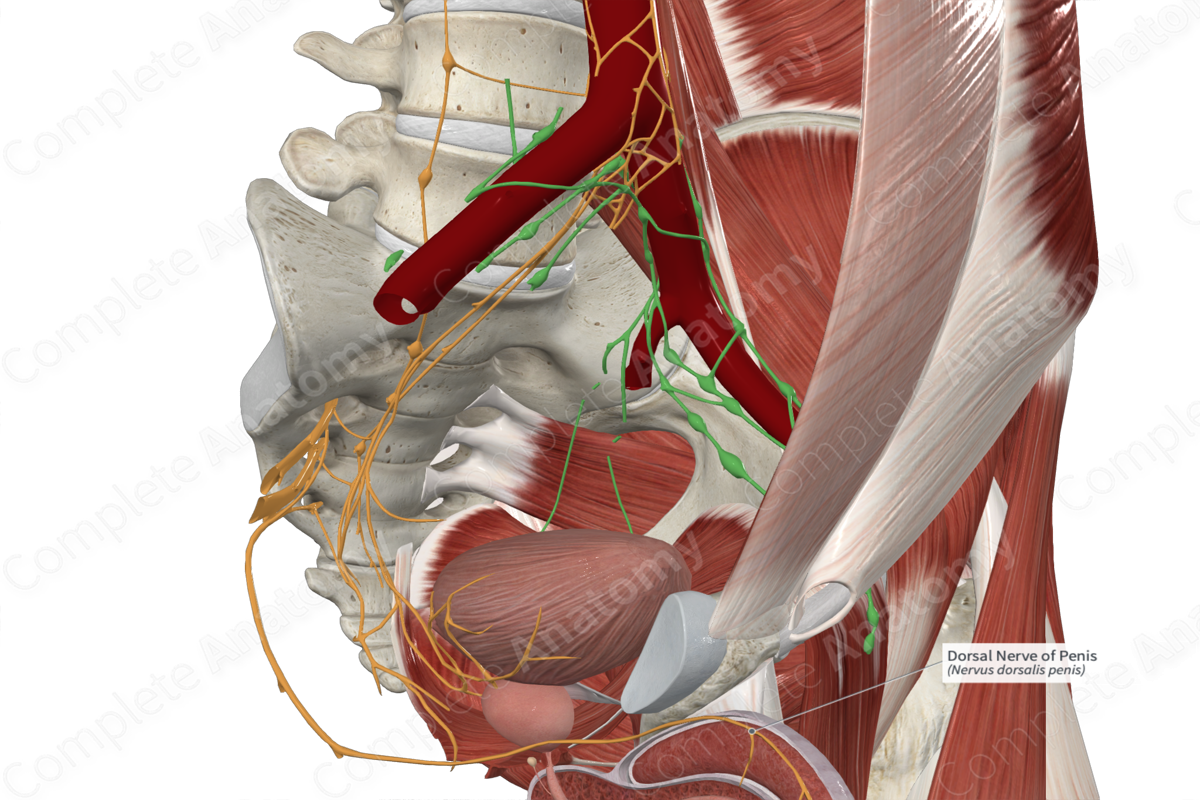 Dorsal Nerve of Penis 