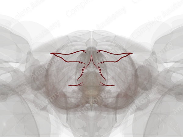 Arteries of Female External Genitalia