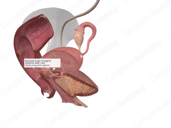 Muscular Layer of Vagina (Anterior Wall; Left)
