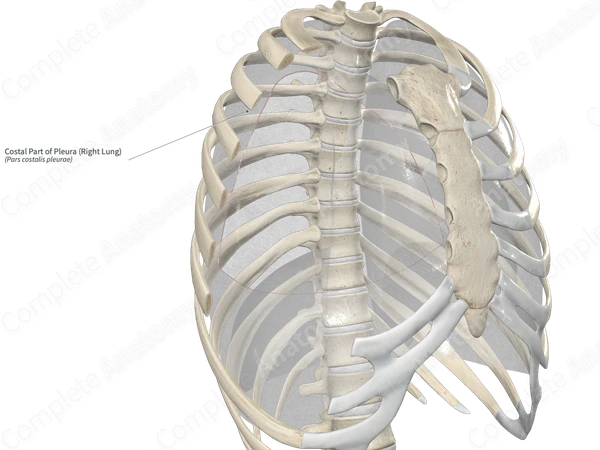 Costal Part of Pleura (Right Lung)