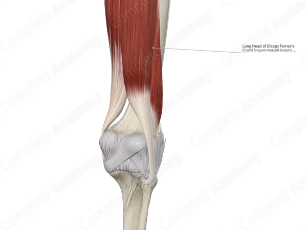 Long Head of Biceps Femoris
