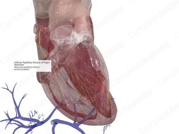 Inferior Papillary Muscle of Right Ventricle