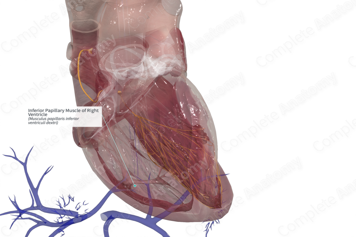 Inferior Papillary Muscle of Right Ventricle