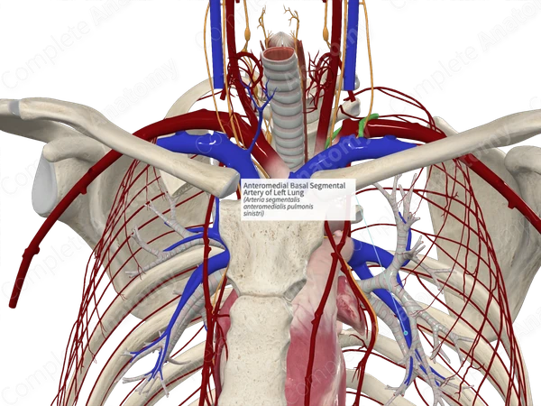 Anteromedial Basal Segmental Artery of Left Lung