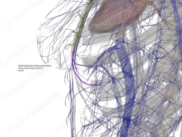 Sixth Anterior Intercostal Vein (Left)