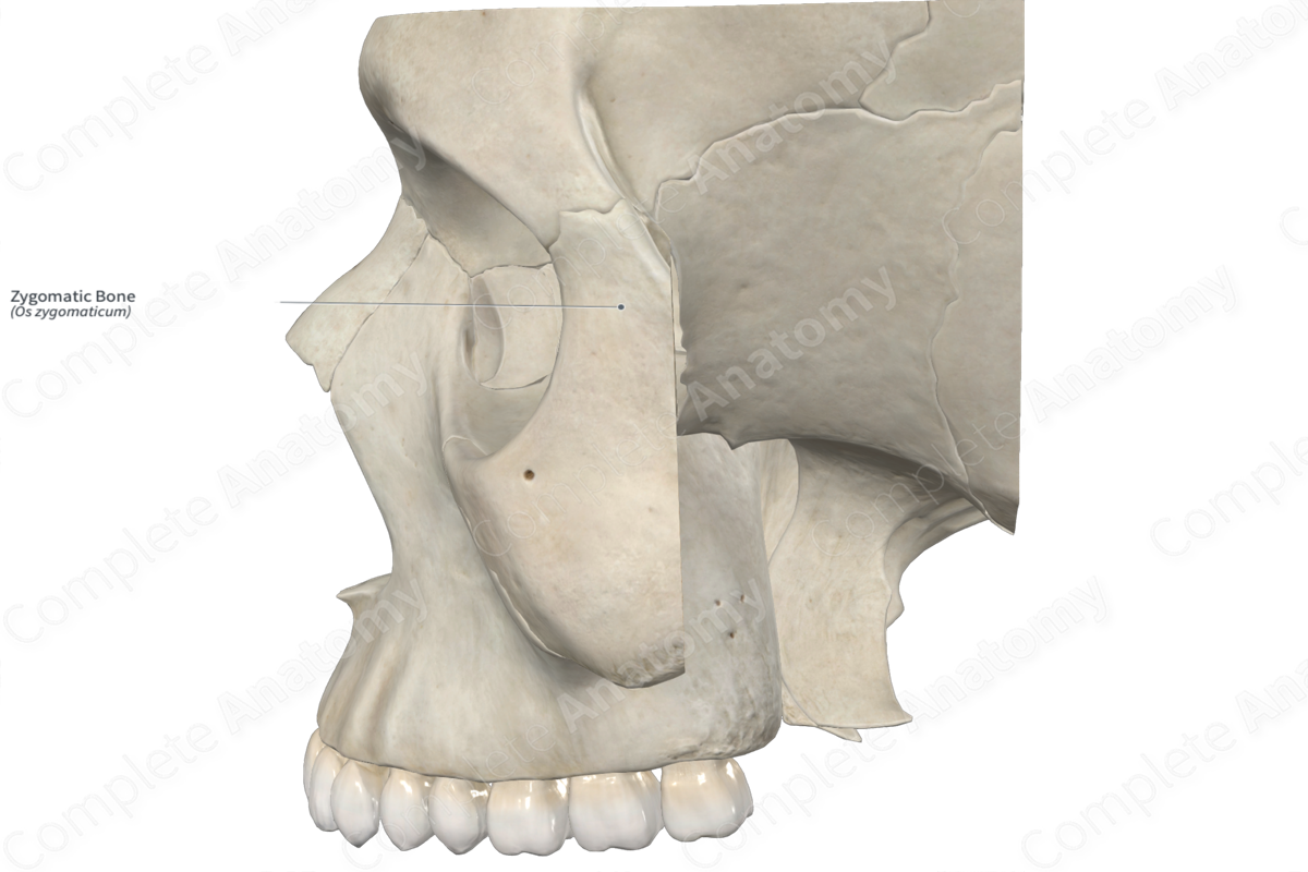 Zygomatic Bone 