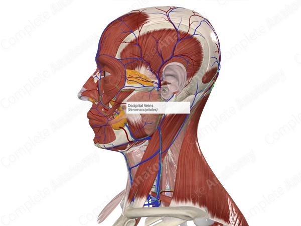 Occipital Veins
