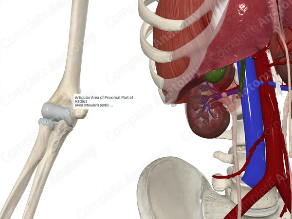 Articular Area of Proximal Part of Radius
