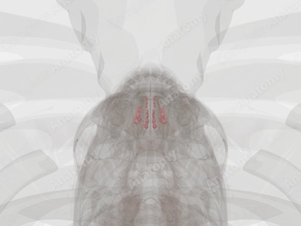 Anterior Ethmoidal Cells