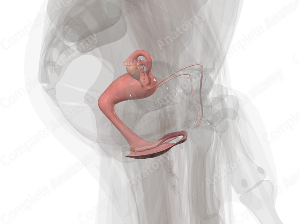 Female Genital System