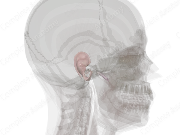 Connective Tissue of External & Middle Ear (Left)