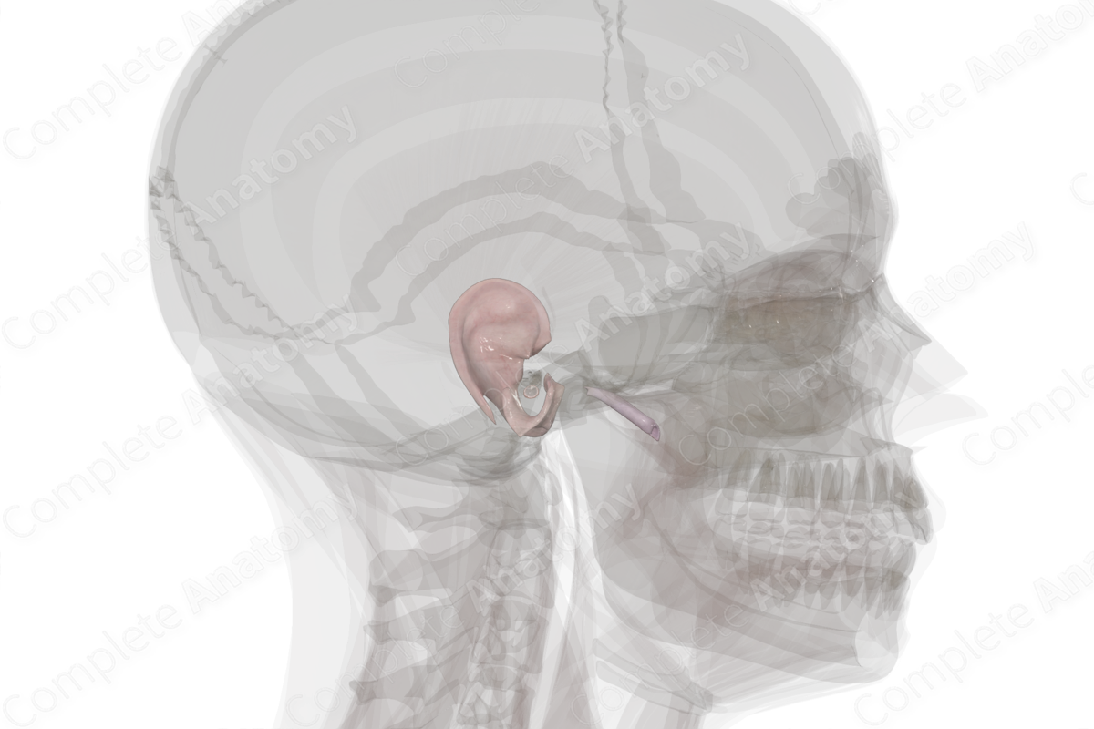 Connective Tissue of External & Middle Ear (Left)