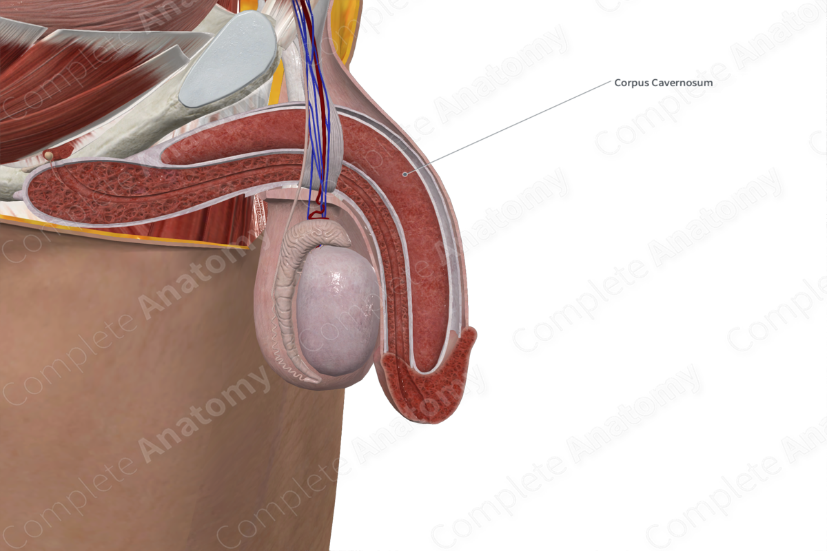 Corpus Cavernosum of Penis (Left Half)