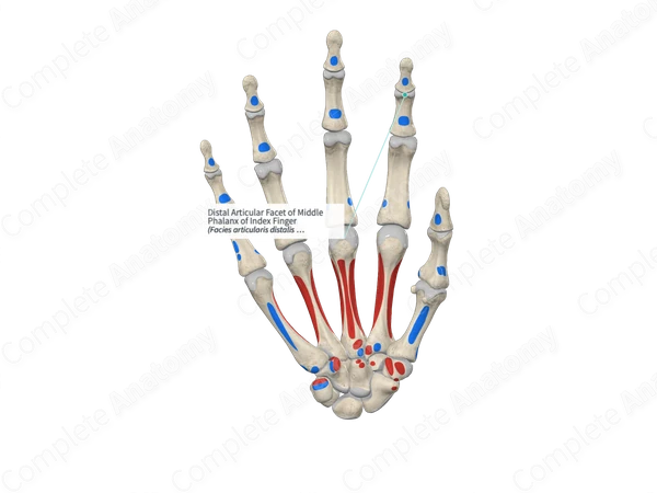 Distal Articular Facet of Middle Phalanx of Index Finger