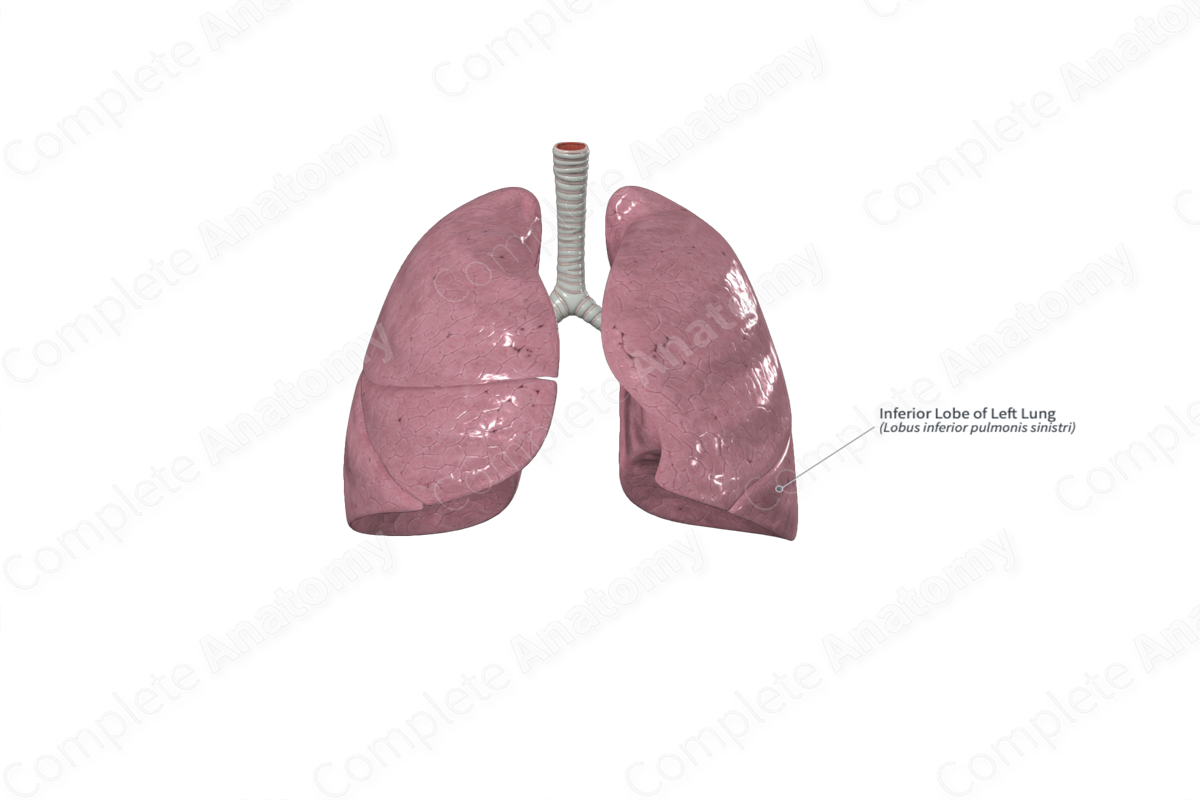 Inferior Lobe of Left Lung