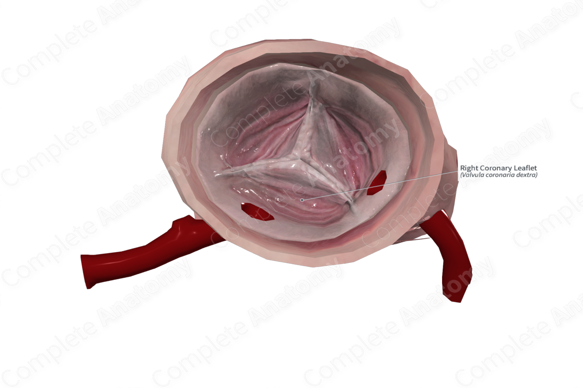 Right Coronary Leaflet