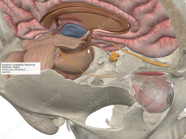 Superior Cerebellar Peduncle (Anterior; Right)
