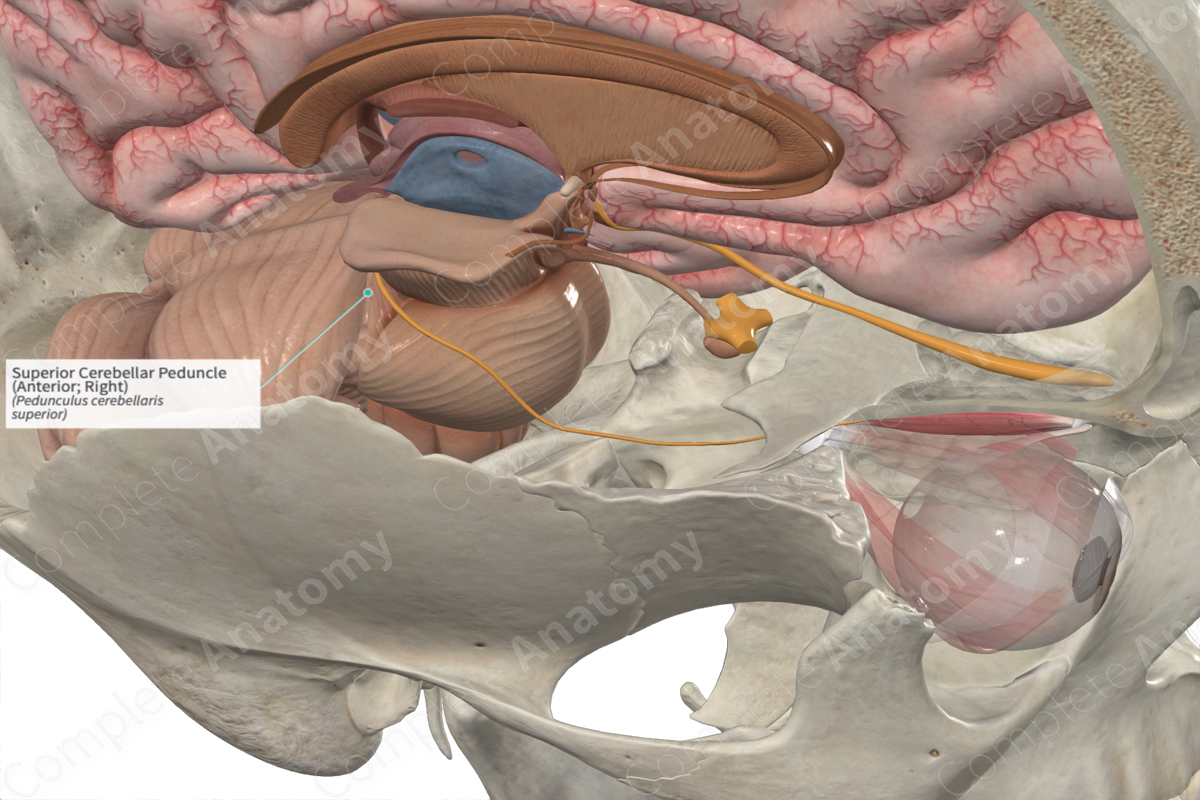 Superior Cerebellar Peduncle (Anterior; Right)