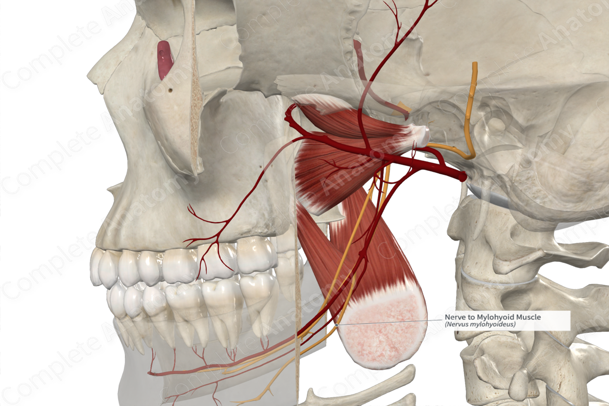 Nerve to Mylohyoid Muscle 