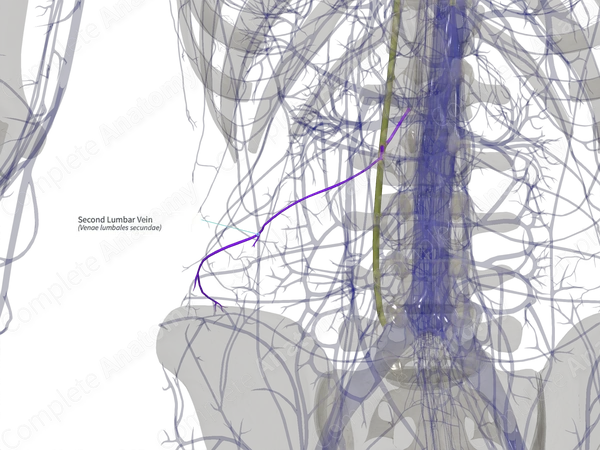 Second Lumbar Vein (Right)