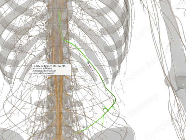 Collateral Branch of Eleventh Intercostal Nerve (Right)