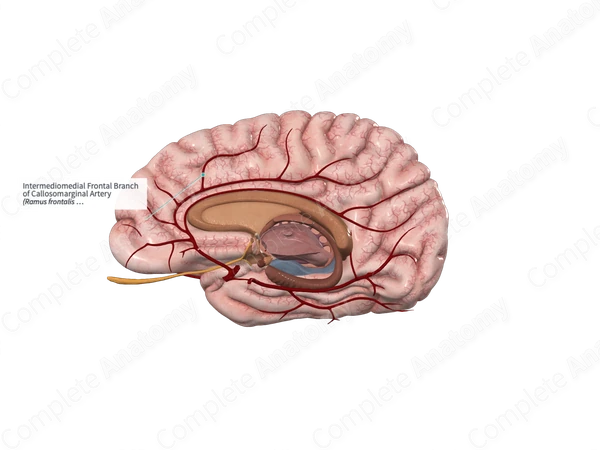 Intermediomedial Frontal Branch of Callosomarginal Artery