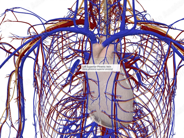 Left Superior Phrenic Vein