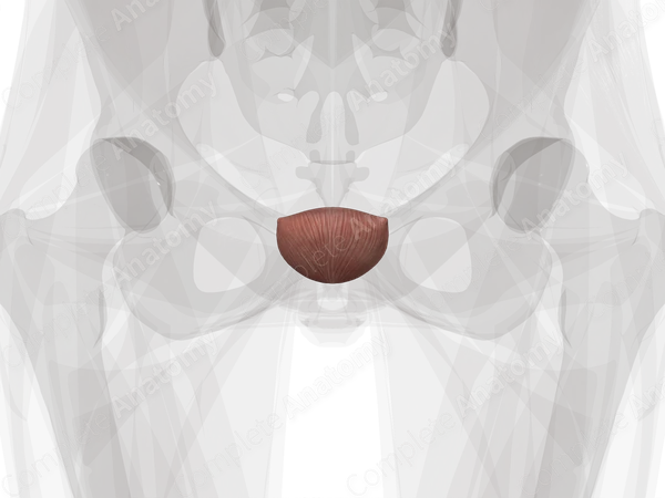 Urinary Bladder