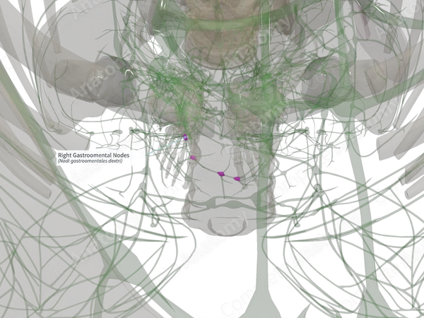 Right Gastroomental Nodes