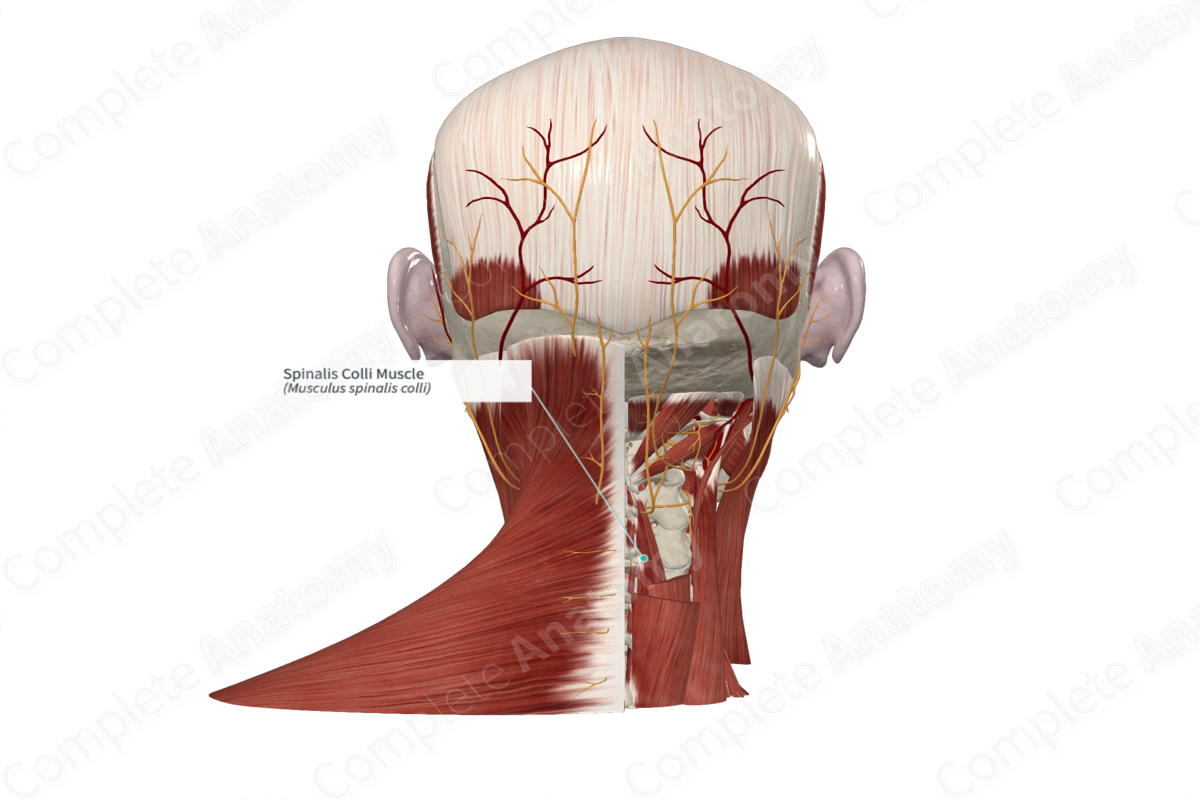 Spinalis Colli Muscle 