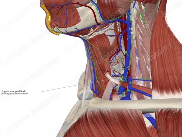 Juguloomohyoid Node 