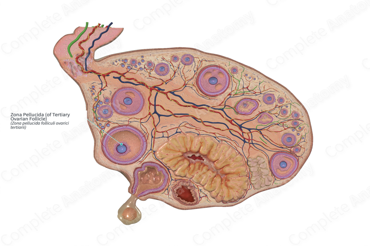 Zona Pellucida (of Tertiary Ovarian Follicle)