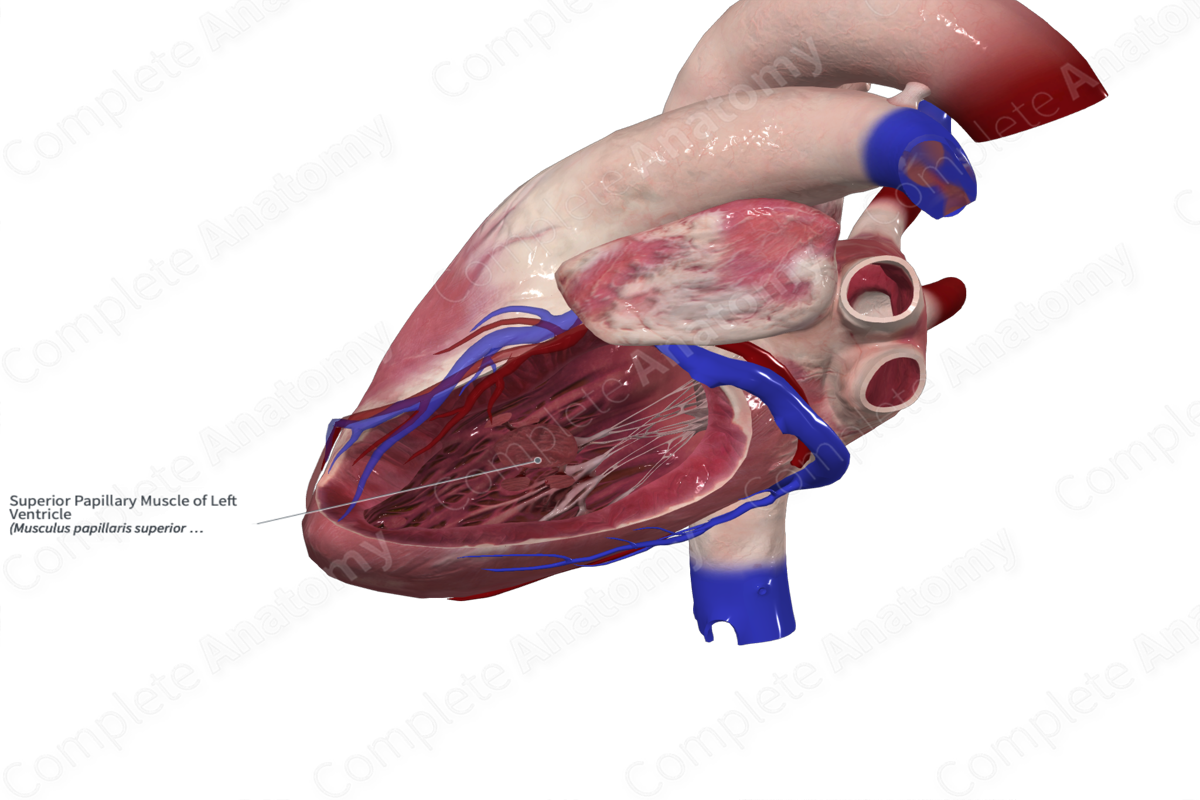 Superior Papillary Muscle of Left Ventricle