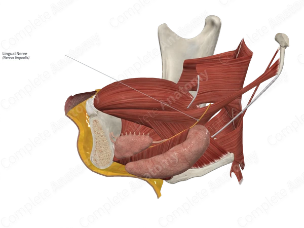 Lingual Nerve