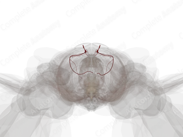 Arteries of Male Internal Genitalia