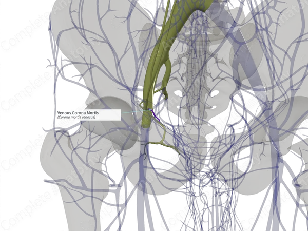 Venous Corona Mortis (Left)