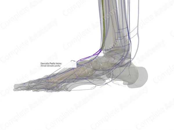 Dorsalis Pedis Veins (Left)