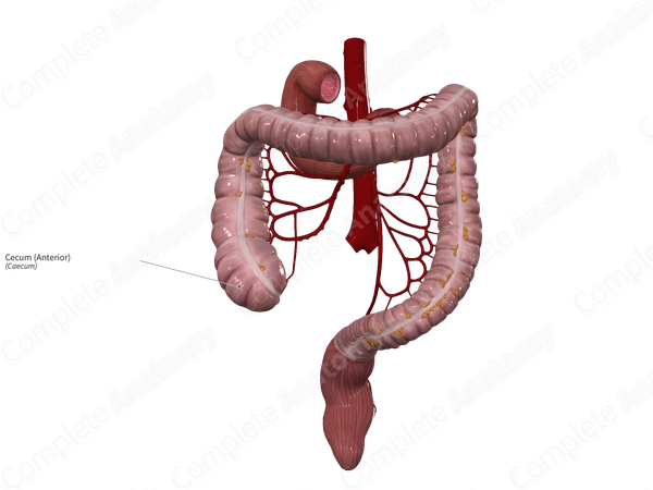 Cecum (Anterior)