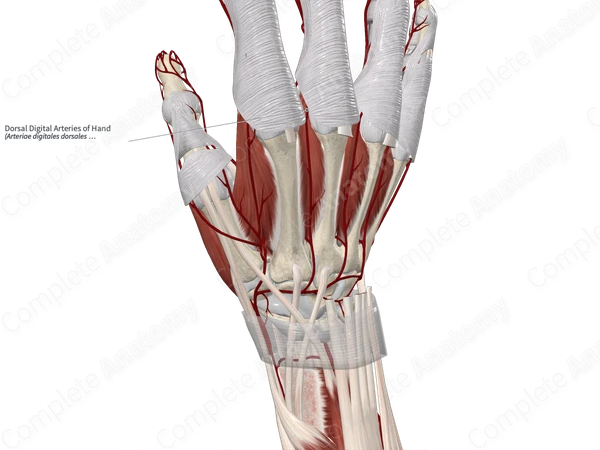 Dorsal Digital Arteries of Hand