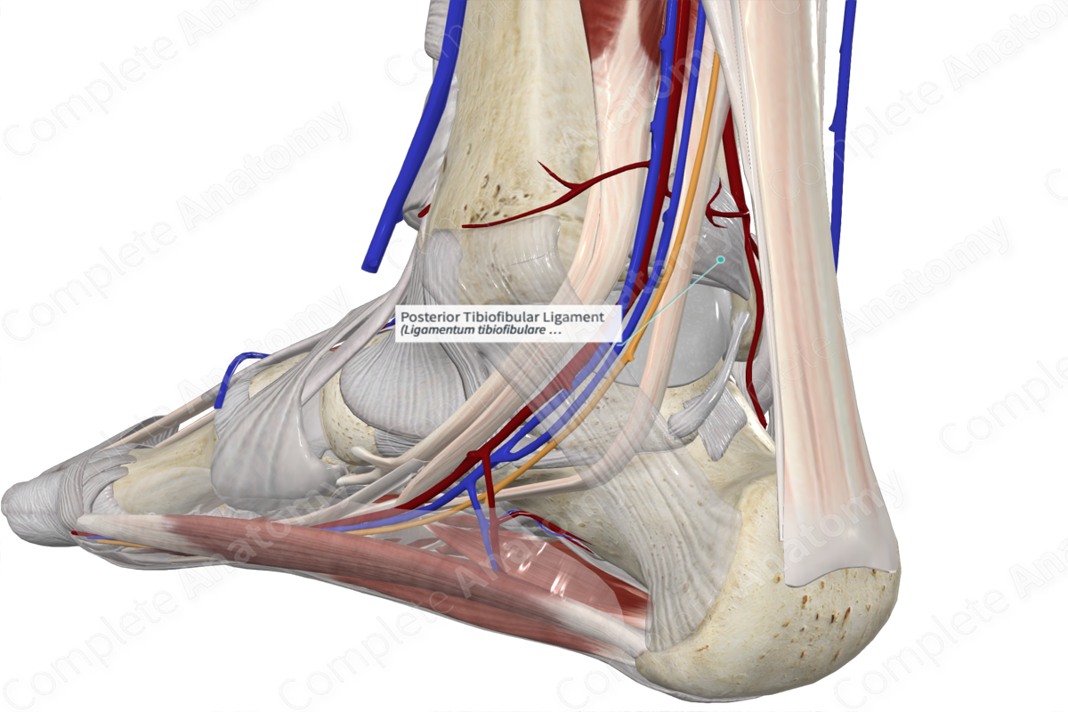 Posterior Tibiofibular Ligament 