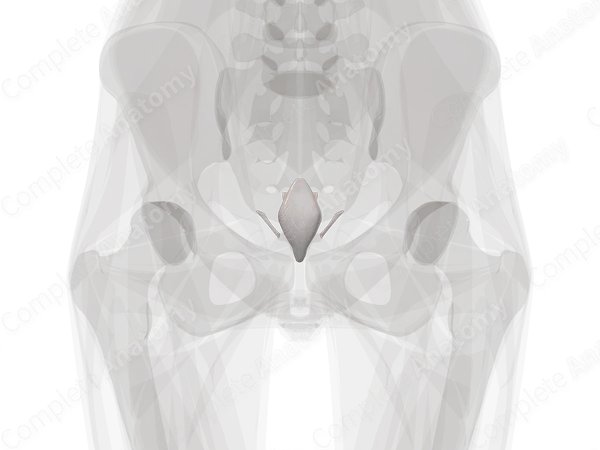 Sacrococcygeal Joint