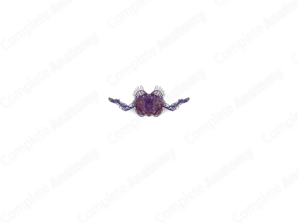 Cardiovascular System