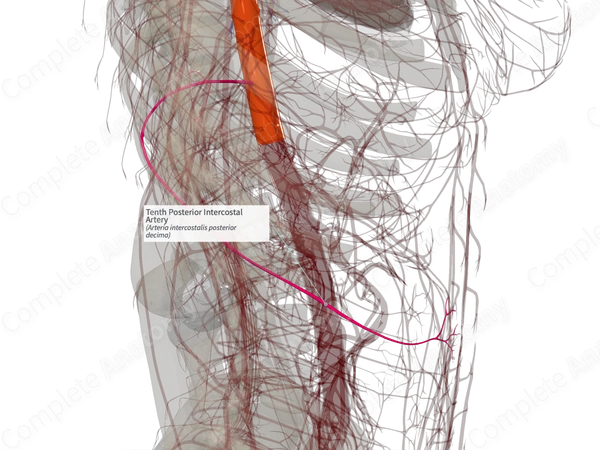 Tenth Posterior Intercostal Artery (Right)
