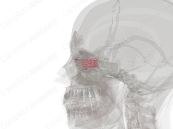 Ethmoidal Cells