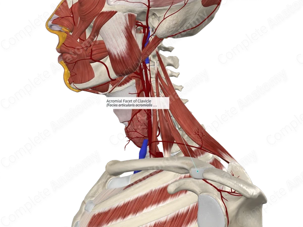 Acromial Facet of Clavicle