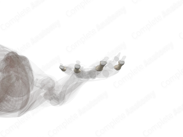 Middle Phalanges of Hand (Left)