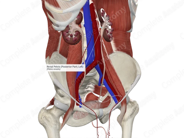 Renal Pelvis (Posterior Part; Left)