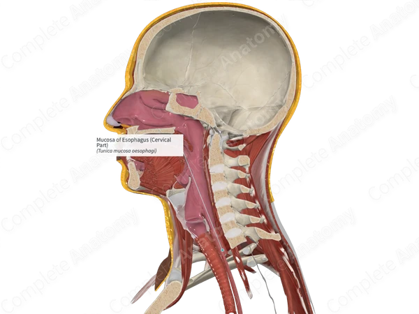 Mucosa of Esophagus (Cervical Part)