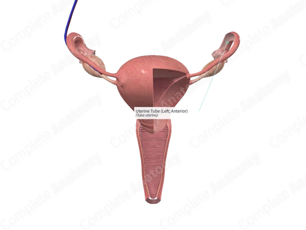 Uterine Tube (Left; Anterior)